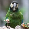 papousek_1067