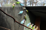 papousek_24_07_2015_7