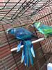 papousek_29_11_2020_12