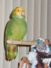 papousek_29_11_2020_13