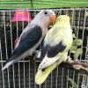 papousek_29_11_2020_19