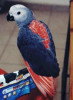 papousek_29_11_2020_20