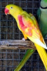 papousek_29_11_2020_23