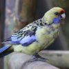 papousek_2_04_12_2017_121