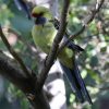 papousek_2_04_12_2017_125