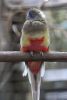 papousek_2_11_10_2017_83
