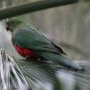 papousek_2_18_02_2017_10