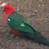 papousek_2_18_02_2017_4