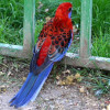 papousek_2_29_11_2020_113