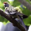papousek_2_29_11_2020_123