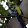 papousek_2_29_11_2020_126