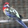 papousek_2_29_11_2020_134