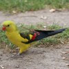 papousek_2_29_11_2020_35