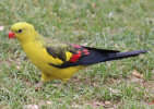 papousek_2_29_11_2020_36