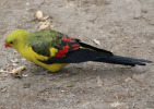 papousek_2_29_11_2020_37