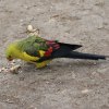 papousek_2_29_11_2020_41