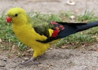 papousek_2_29_11_2020_57