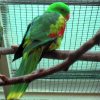 papousek_2_29_11_2020_65