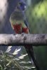 papousek_2_29_11_2020_82